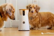 人工智能与狗——探索智能化宠物领域的可能性