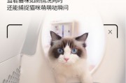 小猫AI：探索未来智能宠物的可能性