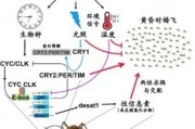 人工智能的未来驱蚊 探索人工智能在蚊虫防治中的应用前景