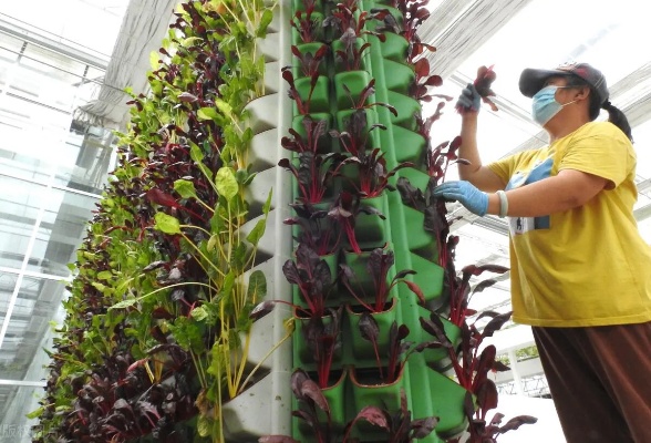 多肉人工智能 探讨多肉植物与人工智能的结合应用
