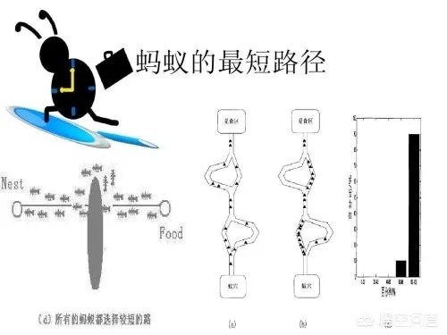 蚂蚁智能算法 探究蚂蚁智能算法的优越性及应用前景